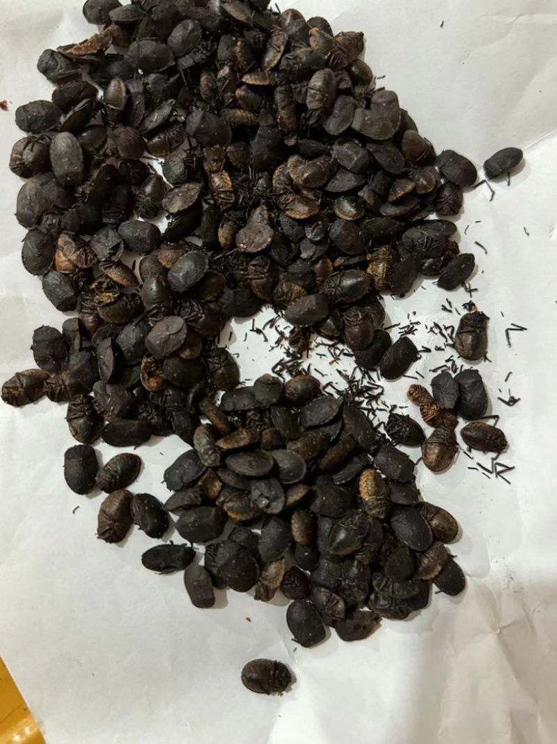 九香虫小九香虫大九香虫实拍九香虫现货