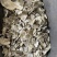 牡蛎牡蛎片锻牡蛎生牡蛎实拍唐山牡蛎牡蛎壳