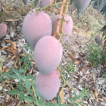 海南贵妃芒