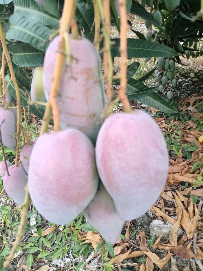 海南贵妃芒
