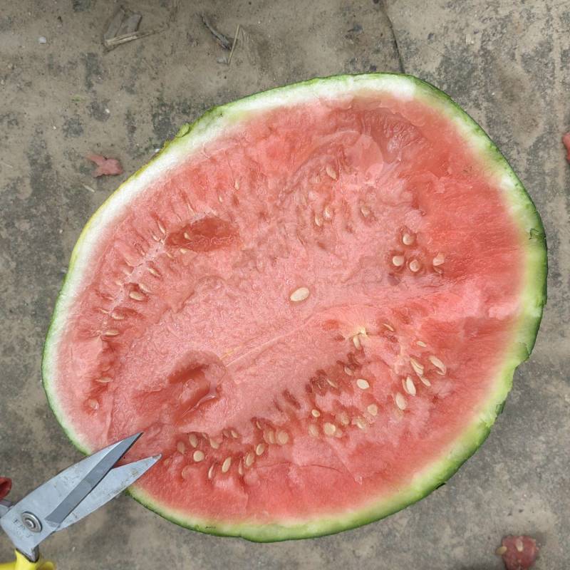 陕西龙阳吊蓝西瓜大量供应