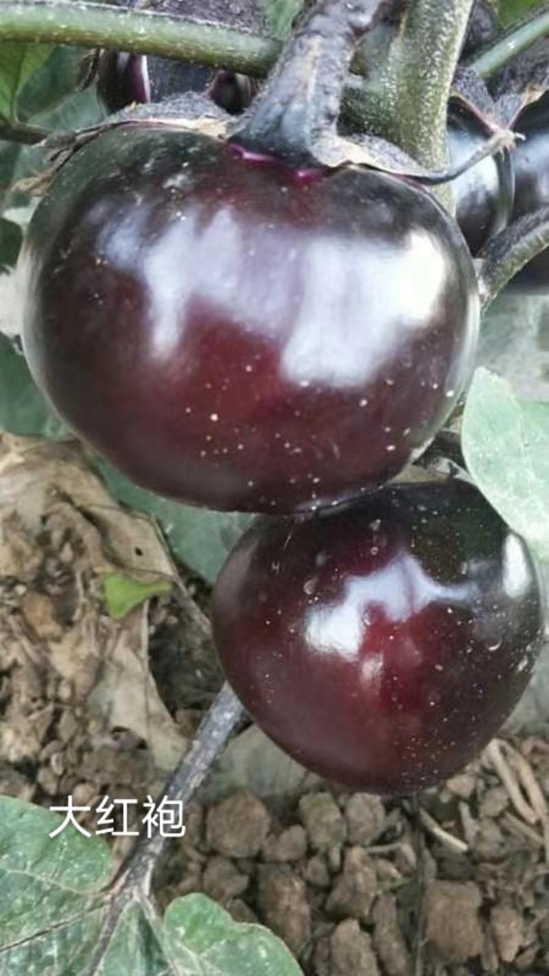 优质直播紫红圆茄苗