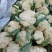 有机菜花苗小米粒苗厂直销现挖现发品种保证