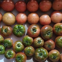 水果番茄，草莓柿子大量供应
