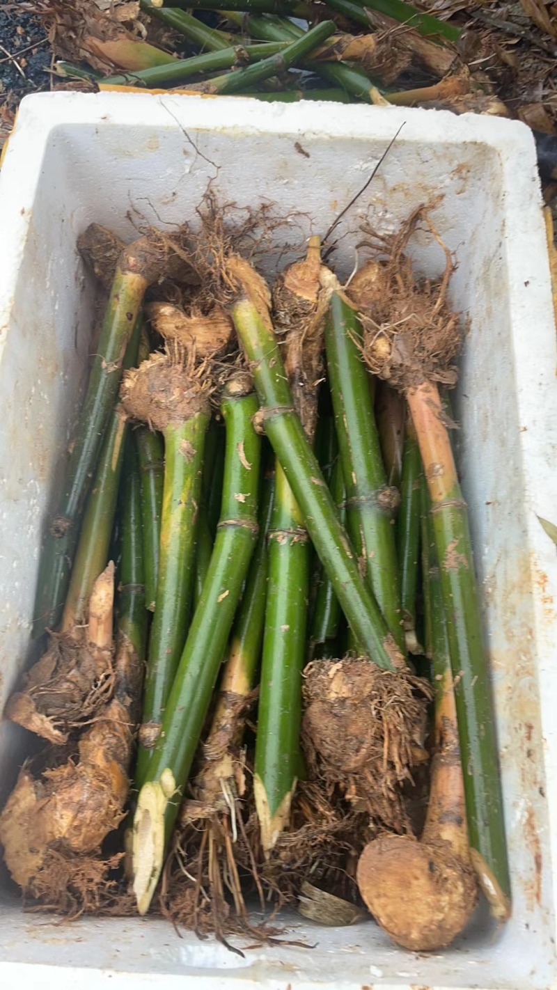 麻竹笋苗