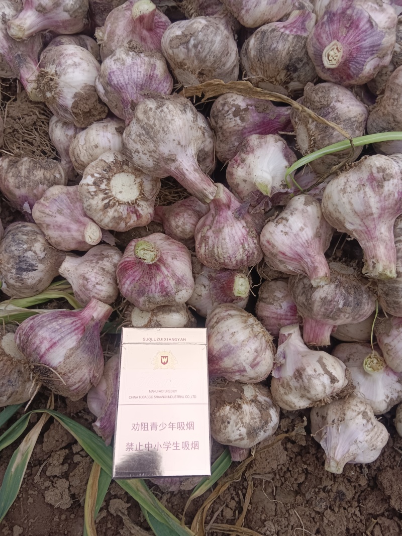 紫皮干蒜头富平紫皮红皮大蒜头产地直发