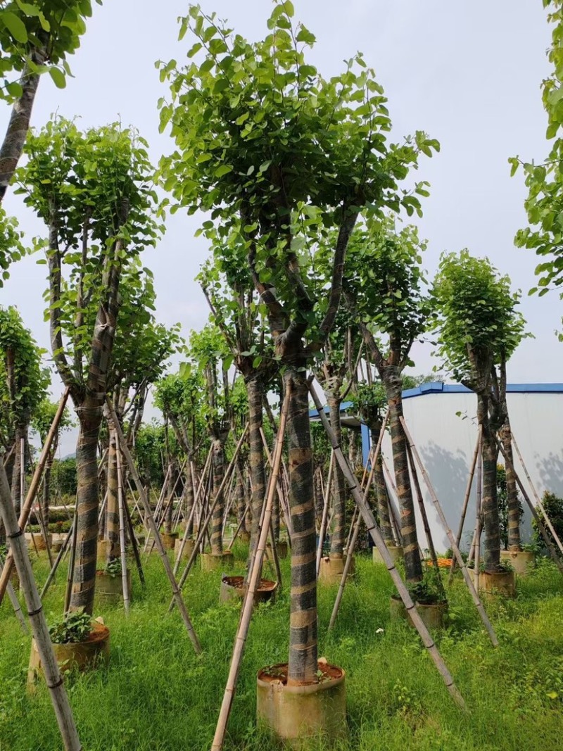 大骨架宫粉紫荆基地直销规格齐全欢迎老板来电咨询合作