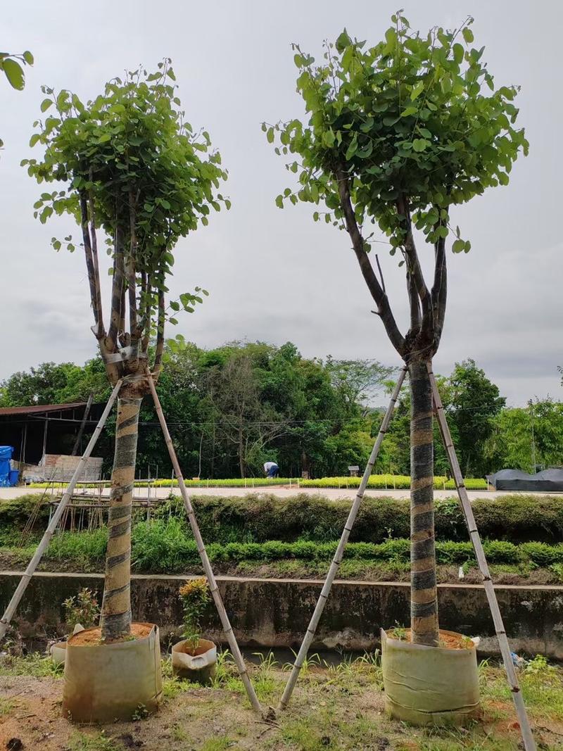 大骨架宫粉紫荆基地直销规格齐全欢迎老板来电咨询合作