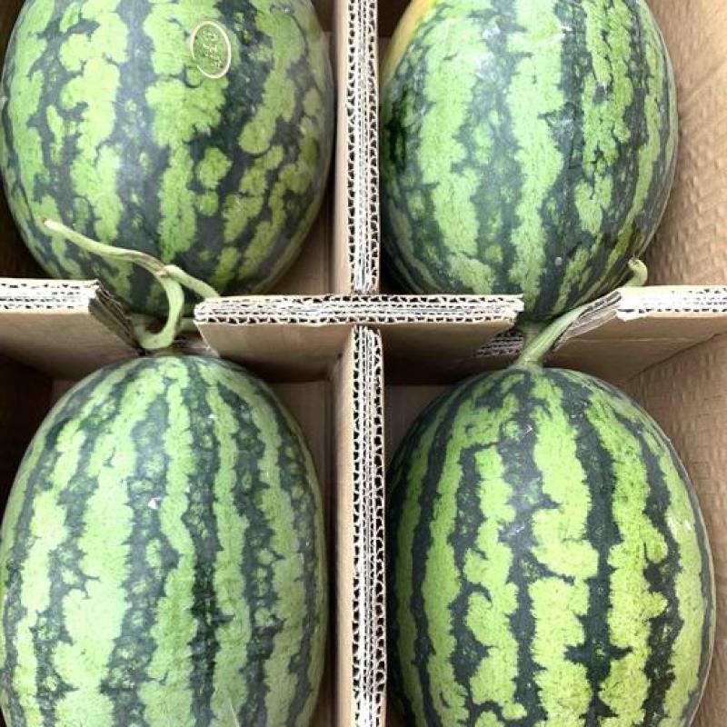 【实力供应】陕西甘美4K西瓜大量上市脆甜多汁