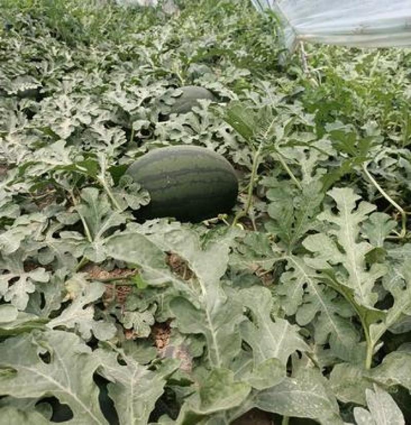 【幕田佳宝西瓜】陕西西瓜大量上市皮薄肉厚脆甜多汁