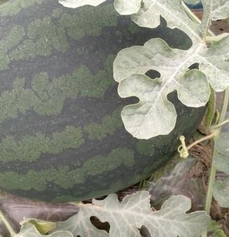 【幕田佳宝西瓜】陕西西瓜大量上市皮薄肉厚脆甜多汁
