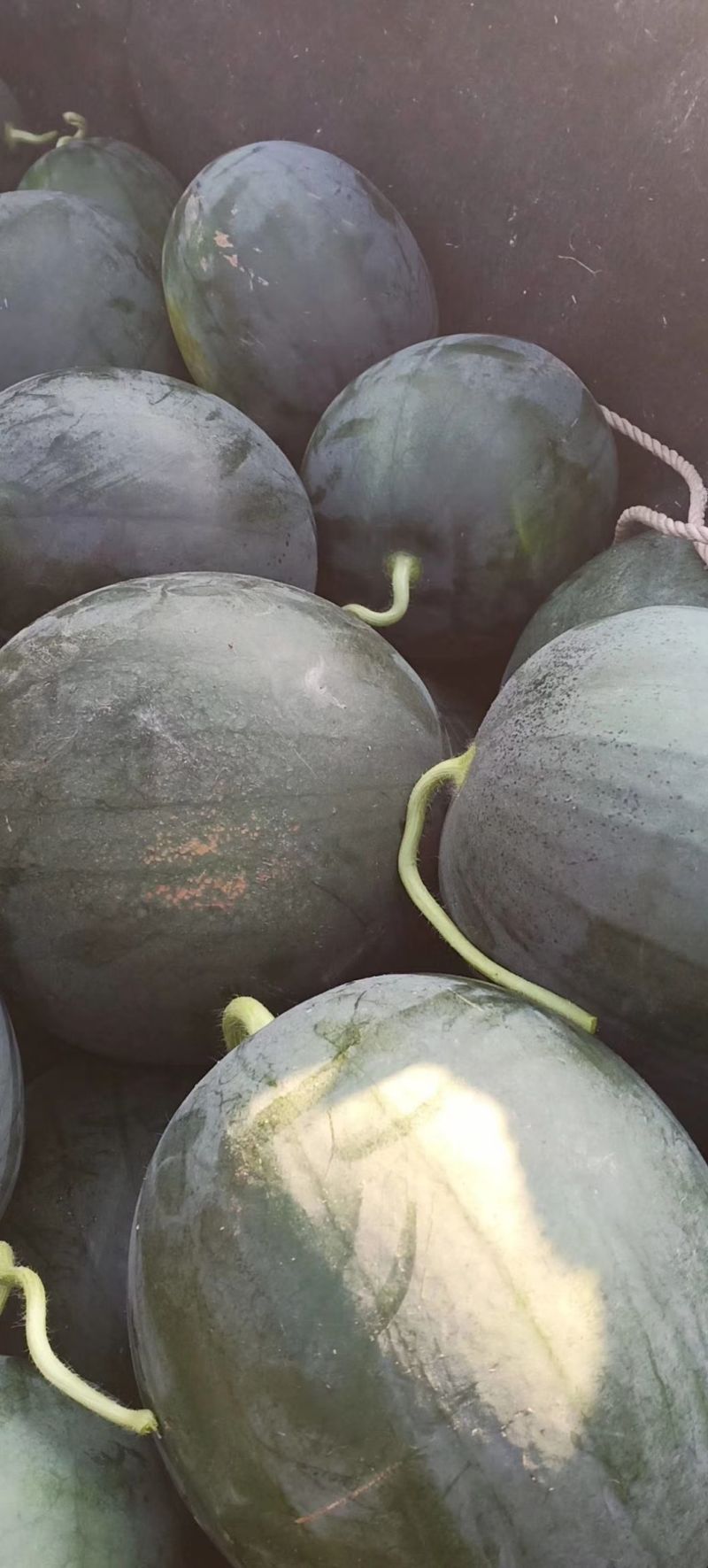 【幕田佳宝西瓜】陕西西瓜大量上市皮薄肉厚脆甜多汁