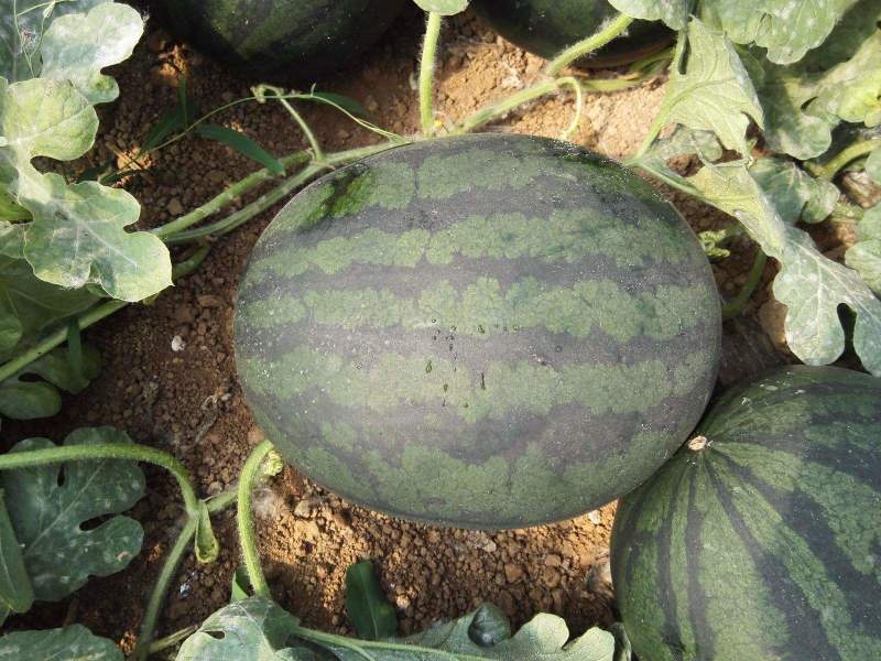【幕田佳宝西瓜】陕西西瓜大量上市皮薄肉厚脆甜多汁