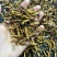 新鲜，小断虫草。