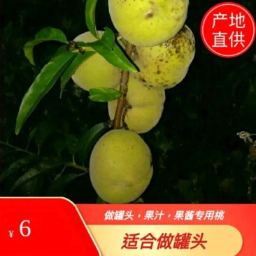 编号001青桃.毛桃，基地供应链！{深州专属}