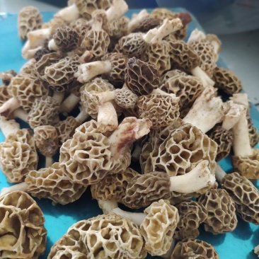 新货天然野生羊肚菌羊肚蘑菇