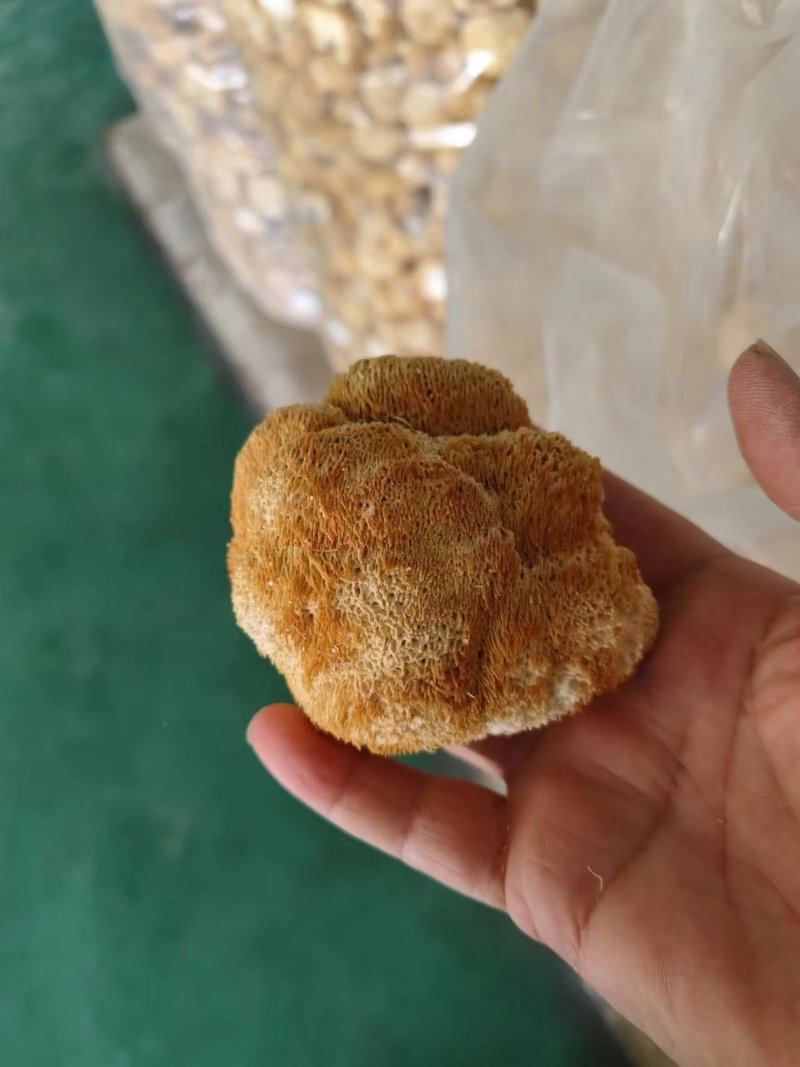 干猴头菇蘑菇东北食用菌干货有机猴头菇绿色双认证
