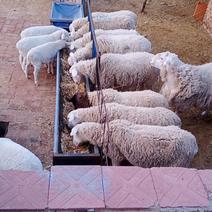 澳洲白串子羊10多个，整帮出售。便宜了捡漏的来