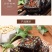长沙臭豆腐直接拌的好吃臭豆腐配戴料包无需再加工