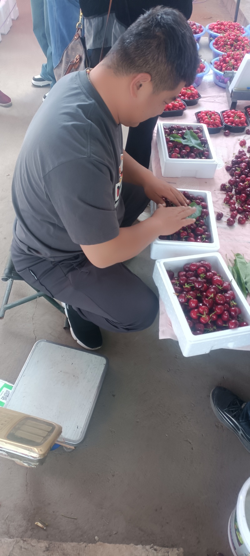 红灯樱桃大量上市品种规格齐全承接电商市场商超供应链