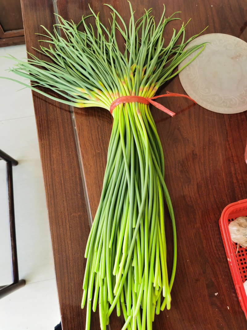 金乡蒜薹大量供应1斤1把，各大电商平台。商超，常年加工