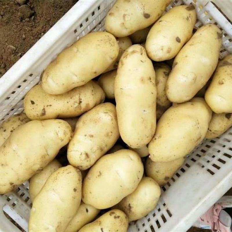 山东土豆大量上市了货源充足保质保量全国发货