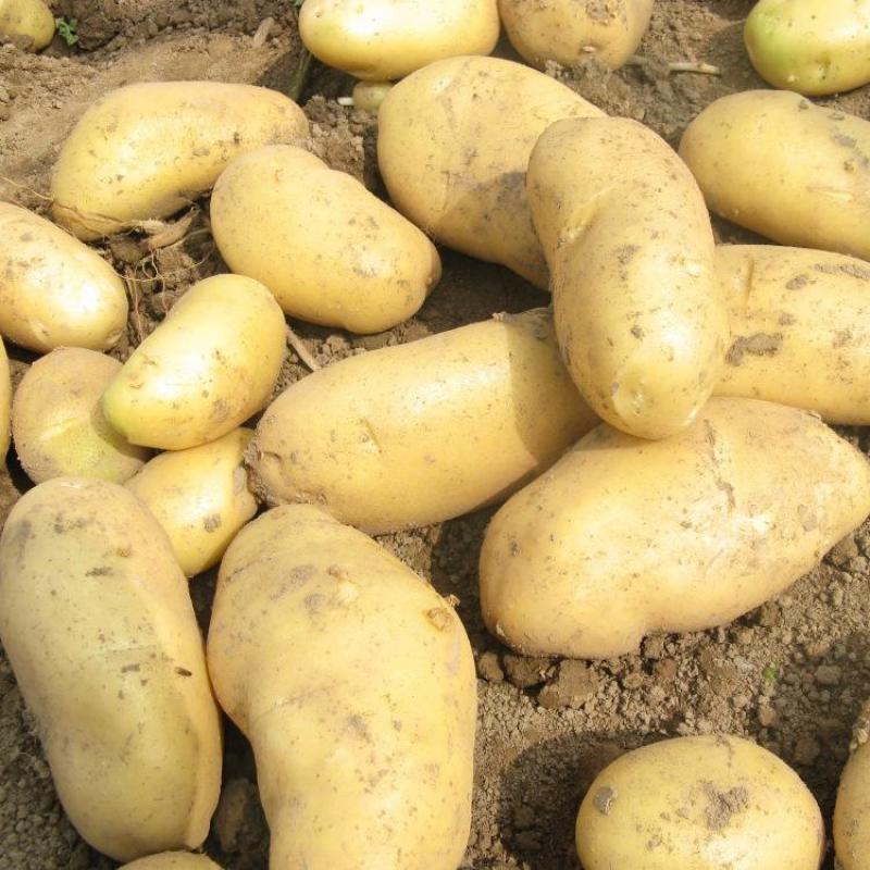 山东土豆大量上市了货源充足保质保量全国发货