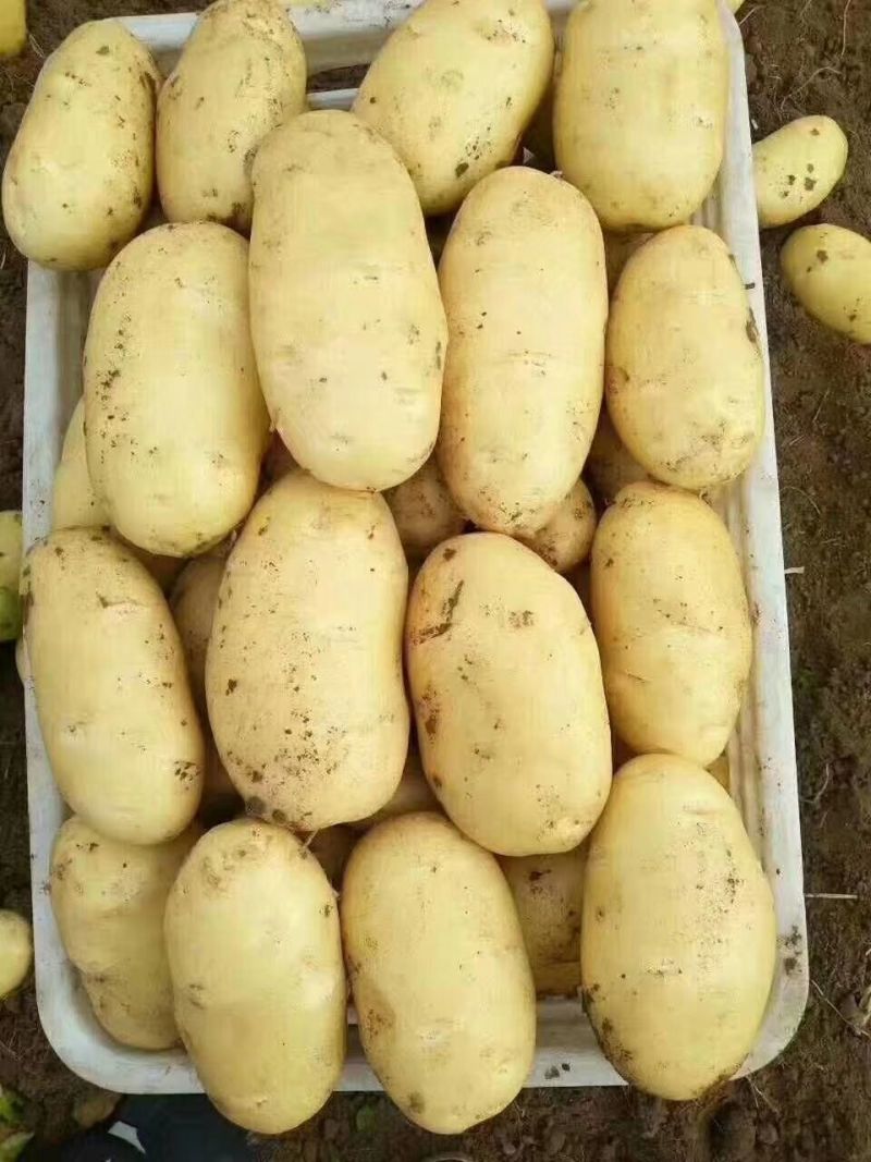 山东土豆大量上市了货源充足保质保量全国发货