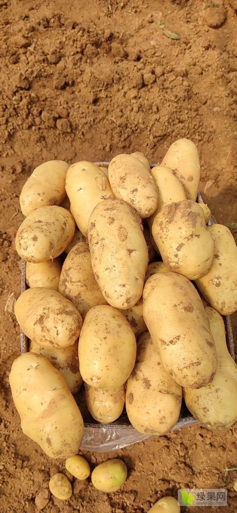 山东土豆大量上市了货源充足保质保量全国发货