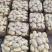 山东土豆大量上市了货源充足保质保量全国发货
