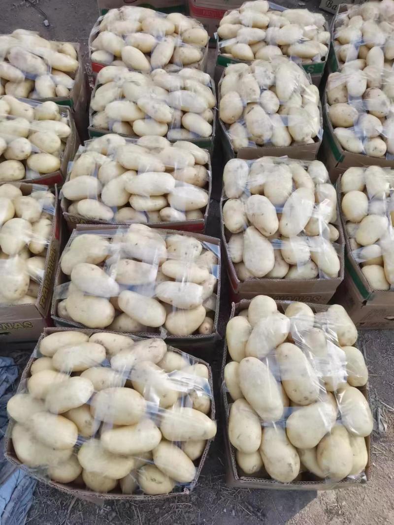 山东土豆大量上市了货源充足保质保量全国发货