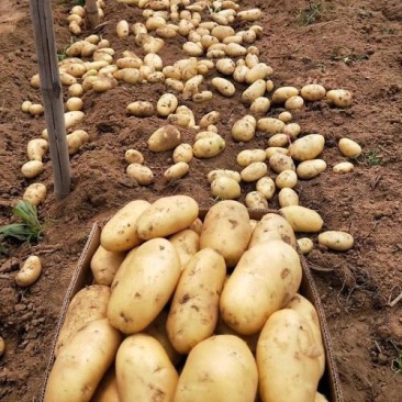 山东土豆大量上市了货源充足保质保量全国发货