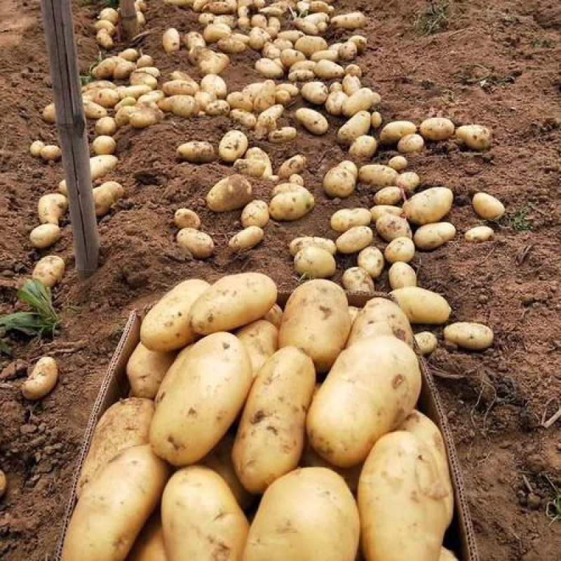 山东土豆大量上市了货源充足保质保量全国发货