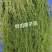 苦草沉水植物水生植物河道治理工程水生态修复