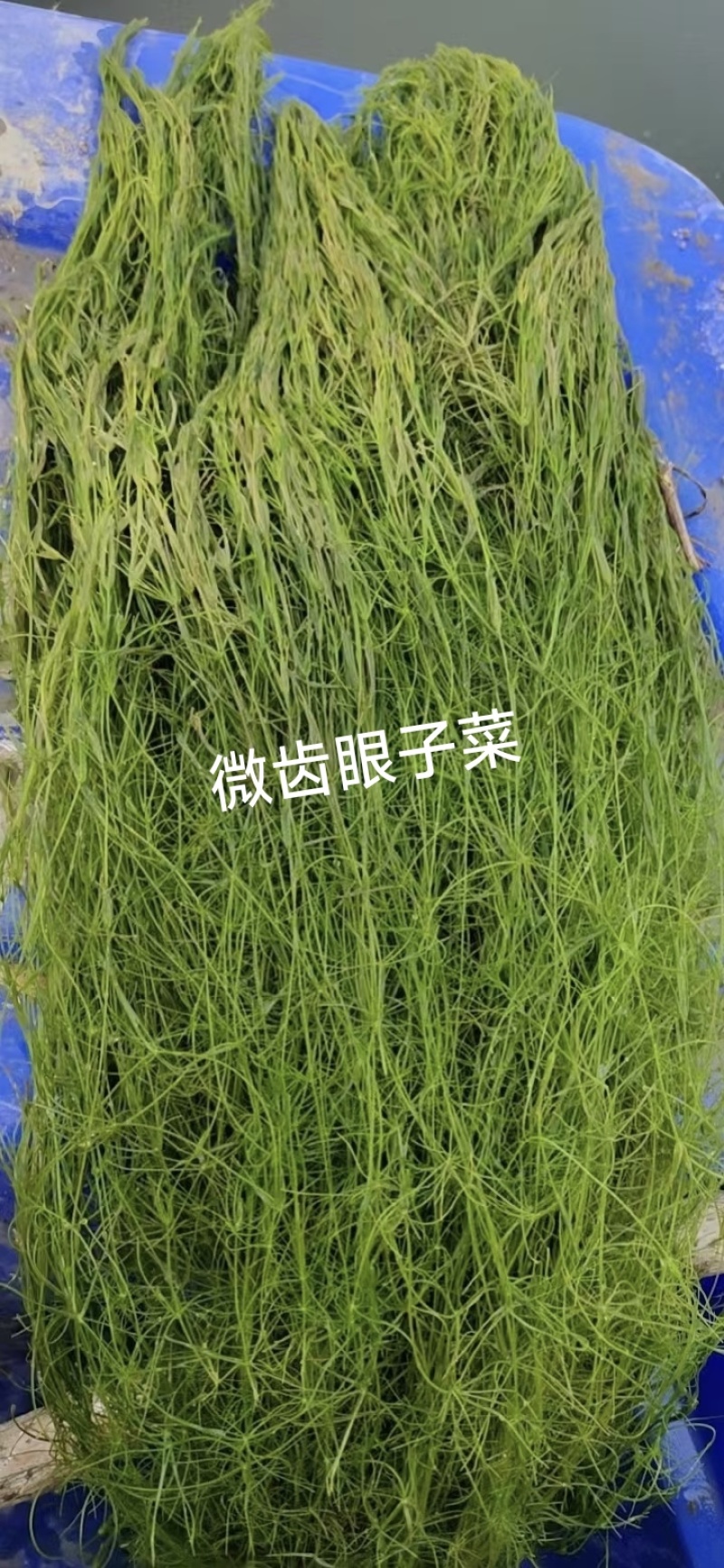 苦草沉水植物水生植物河道治理工程水生态修复