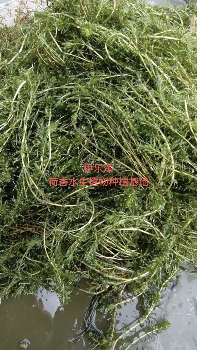 苦草沉水植物水生植物河道治理工程水生态修复