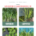 苦草沉水植物水生植物河道治理工程水生态修复