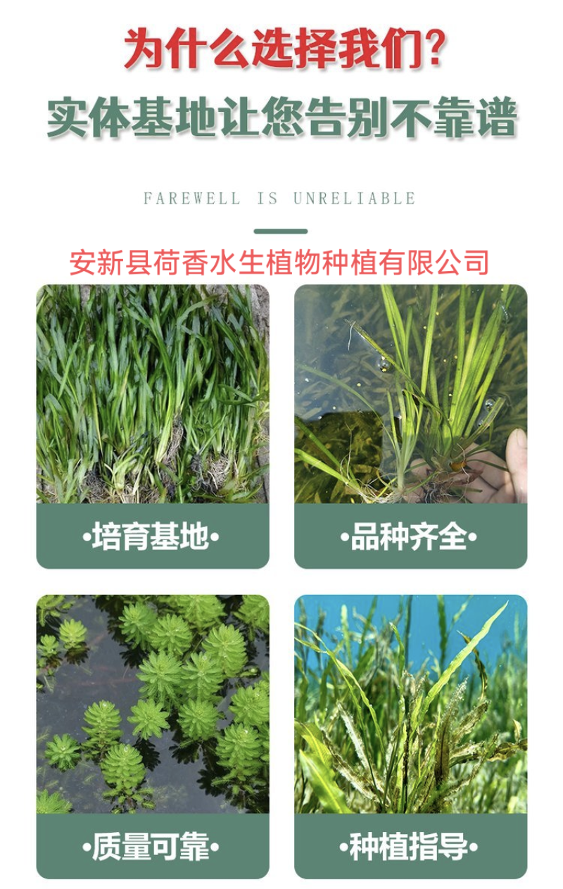 苦草沉水植物水生植物河道治理工程水生态修复