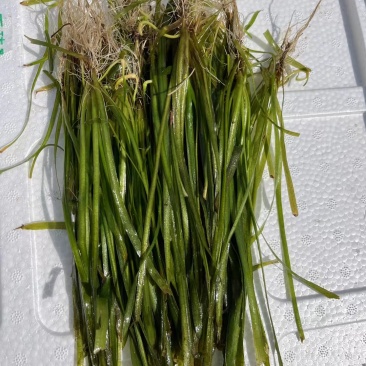 苦草沉水植物水生植物河道治理工程水生态修复