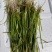 苦草沉水植物水生植物河道治理工程水生态修复