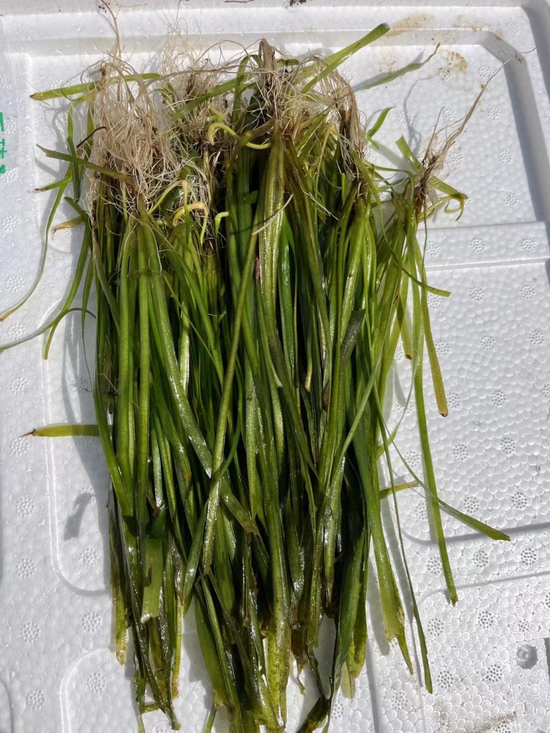 苦草沉水植物水生植物河道治理工程水生态修复