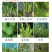 苦草沉水植物水生植物河道治理工程水生态修复