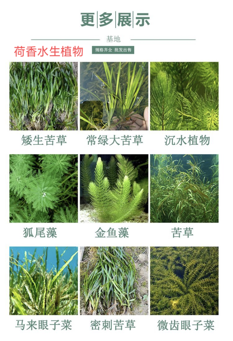 苦草沉水植物水生植物河道治理工程水生态修复