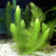 苦草沉水植物水生植物河道治理工程水生态修复