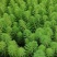 苦草沉水植物水生植物河道治理工程水生态修复