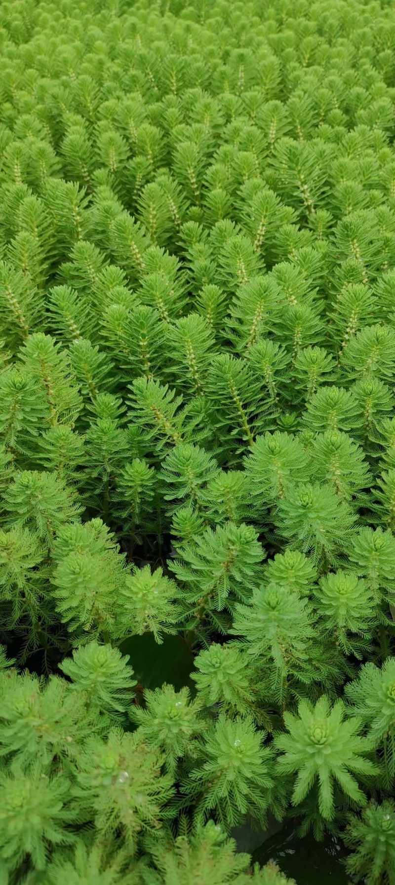 苦草沉水植物水生植物河道治理工程水生态修复