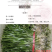 苦草沉水植物水生植物河道治理工程水生态修复