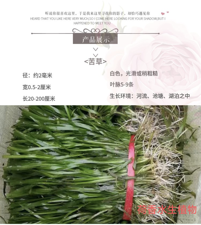 苦草沉水植物水生植物河道治理工程水生态修复