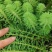 苦草沉水植物水生植物河道治理工程水生态修复