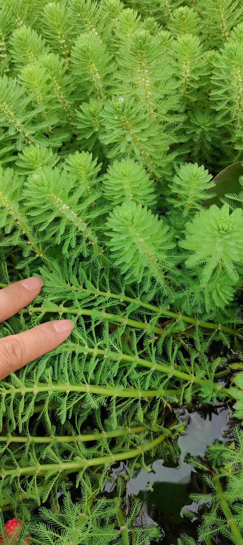 苦草沉水植物水生植物河道治理工程水生态修复